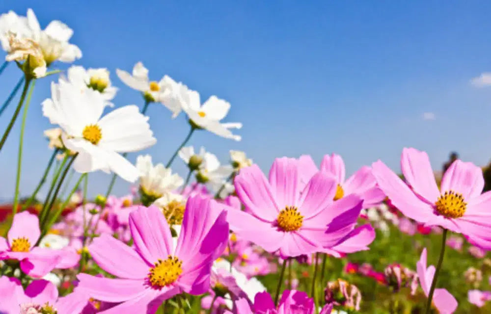 Ayurdicas: autocuidado na primavera - Ayur Brasil