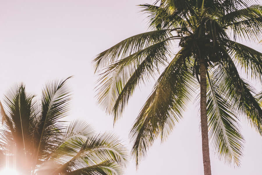 Ritucharya: dicas para um verão Ayurvédico - Ayur Brasil