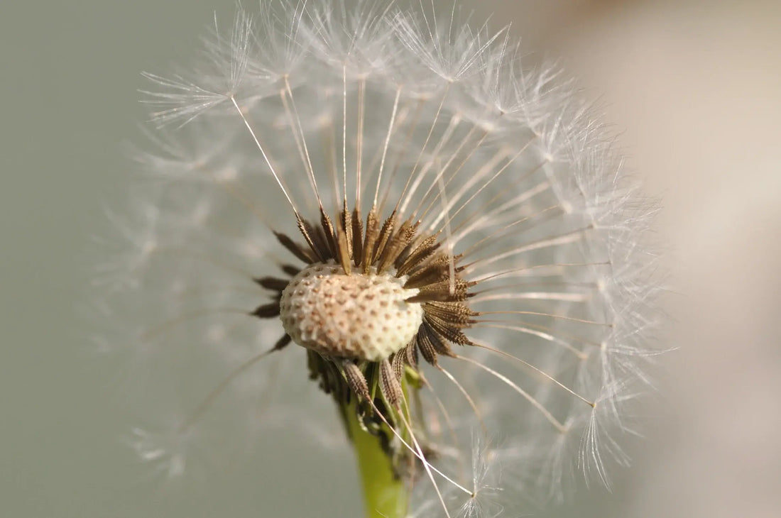 Desapego: a arte de ser livre - Ayur Brasil